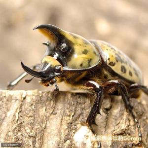 (昆虫)ティティウスシロカブトムシ ノースカロ...の詳細画像1