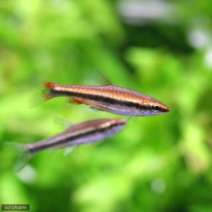 （熱帯魚）ナノストムス・ベックホルディ　レッド（１匹）　北海道・九州航空便要保温｜chanet