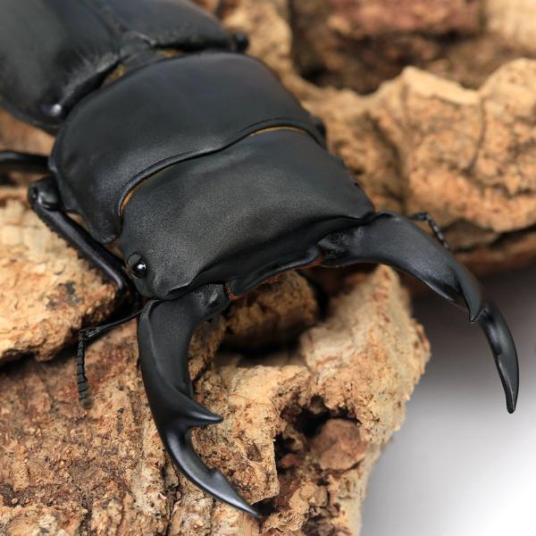 （昆虫）国産オオクワガタ　大阪府能勢町産　成虫　ＳＲ血統　６５〜６９ｍｍ（１ペア）