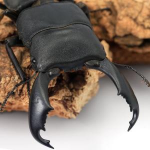 (昆虫)スラウェシオオヒラタクワガタ 南スラウェ...の商品画像