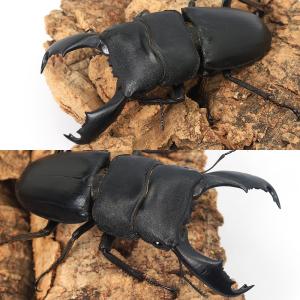(昆虫)スラウェシオオヒラタクワガタ 南スラウ...の詳細画像1