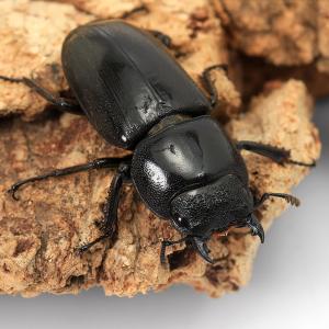 (昆虫)スラウェシオオヒラタクワガタ 南スラウ...の詳細画像3