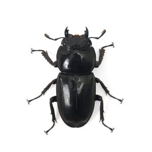 (昆虫)スラウェシオオヒラタクワガタ 南スラウ...の詳細画像4