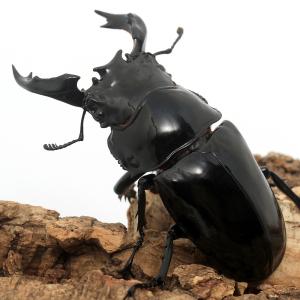 (昆虫)タランドゥスオオツヤクワガタ コンゴ産...の詳細画像2