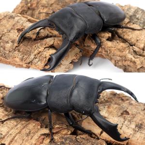 (昆虫)カマリネスオオヒラタクワガタ 南カマリ...の詳細画像1