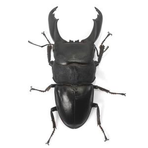 (昆虫)カマリネスオオヒラタクワガタ 南カマリ...の詳細画像2