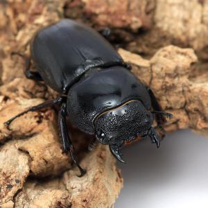(昆虫)カマリネスオオヒラタクワガタ 南カマリ...の詳細画像3
