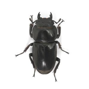 (昆虫)カマリネスオオヒラタクワガタ 南カマリ...の詳細画像4