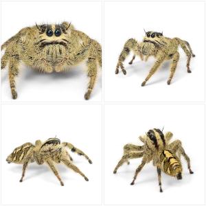 (昆虫)ヘビージャンピングスパイダー メス W...の詳細画像1