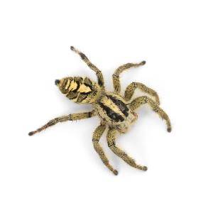 (昆虫)ヘビージャンピングスパイダー メス W...の詳細画像2