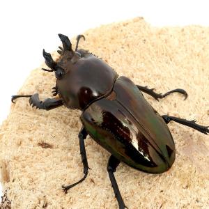 (昆虫)ニジイロクワガタ クィーンズランド産 ...の詳細画像2