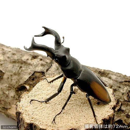 （昆虫）（Ｂ品）セアカフタマタクワガタ　スマトラ　ベンクール産　成虫　ＷＤ　５５〜５９ｍｍ（１ペア）...