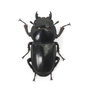 (昆虫)(メス単品)ネバービスカヤオオヒラタク...の詳細画像1