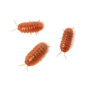 (昆虫)オカダンゴムシ レッド CB(5匹) ...の詳細画像1