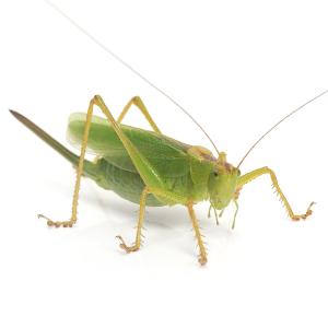 (昆虫)ヤブキリsp.長野県上田市産のたまご ...の詳細画像3