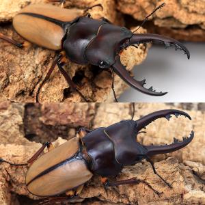 (昆虫)(オス単品)ブルイジンノコギリクワガタ...の詳細画像1