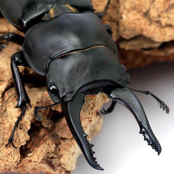 （昆虫）（オス単品）セリコルニスノコギリクワガタ　マダガスカル産　成虫　５０〜５４ｍｍ（１匹）　北海...