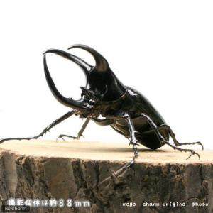 (昆虫)モーレンカンプオオカブトムシ ボルネオ...の詳細画像1