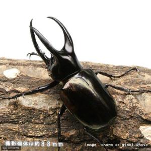 (昆虫)モーレンカンプオオカブトムシ ボルネオ...の詳細画像2
