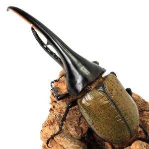 (昆虫)一点物 ヘラクレス・ヘラクレス グアド...の詳細画像1