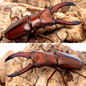 (昆虫)ギラファホソアカクワガタ ボルネオ産 ...の詳細画像1