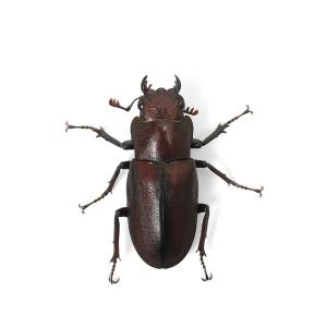 (昆虫)ギラファホソアカクワガタ ボルネオ産 ...の詳細画像4