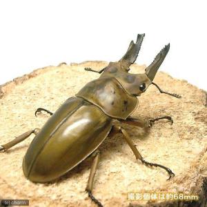 (昆虫)モセリオウゴンオニクワガタ マレーシア...の詳細画像1