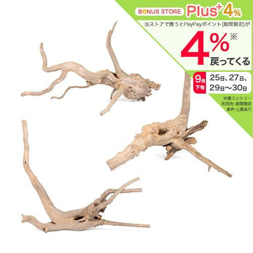 煮込み済み　スリムルーツウッド　Ｓサイズ　１０〜２０ｃｍ　３本　形状お任せ　アクアリウム　レイアウト...