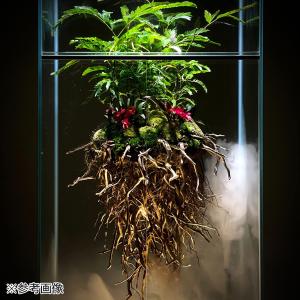 形状お任せ 煮込み済み 極細ルーツウッド 50...の詳細画像3