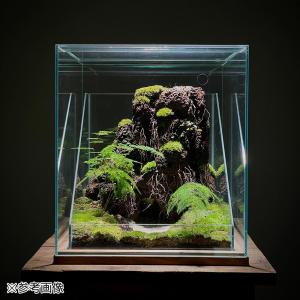 形状お任せ 煮込み済み 極細ルーツウッド 50...の詳細画像4