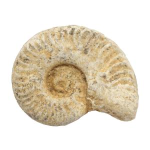 チャーム（charm） 形状お任せ モロッコ産 直角石（オウムガイ） 1個