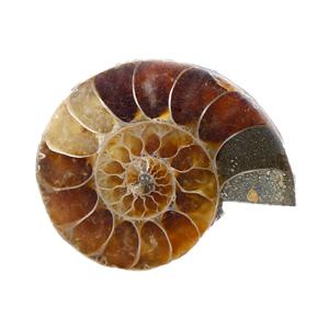 チャーム（charm） 形状お任せ モロッコ産 直角石（オウムガイ） 1個