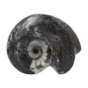 形状お任せ　モロッコ産　スポラドセラス　アンモナイト　１個　デボン紀　化石｜chanet