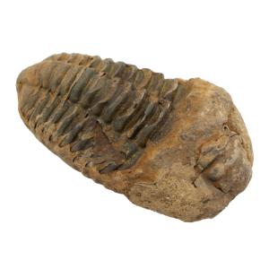 形状お任せ　モロッコ産　三葉虫（ディアカリメネ）の化石　Ｓ　１個　オルドビス紀　化石｜chanet