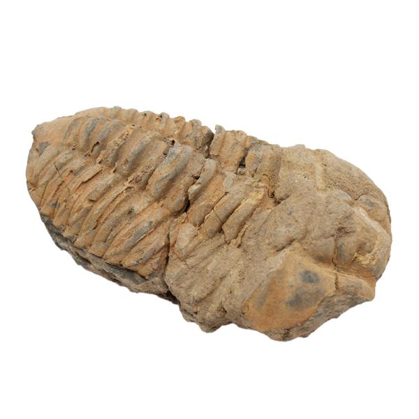 形状お任せ　モロッコ産　三葉虫（ディアカリメネ）の化石　Ｌ　１個　オルドビス紀　化石