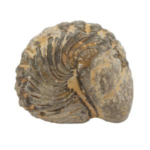 チャーム（charm） 形状お任せ モロッコ産 直角石（オウムガイ） 1個