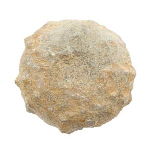 チャーム（charm） モロッコ産 瑪瑙化 巻貝化石 5個 始新世 貝化石