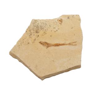 一点物 モロッコ産 直角石 オルソセラスの群生化石 48×36cm 表面