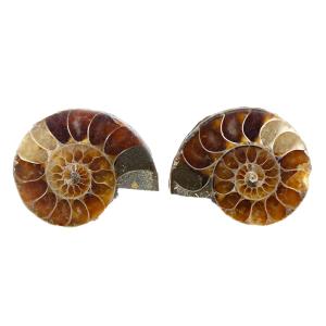 チャーム（charm） 形状お任せ モロッコ産 直角石（オウムガイ） 1個