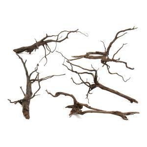 カミハタ 水景BONSAI 榕樹（ガジュマル） Lサイズ 流木 活着