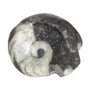 化石 チャーム（charm） 形状お任せ モロッコ産 腕足類（リンコネラ）の化石