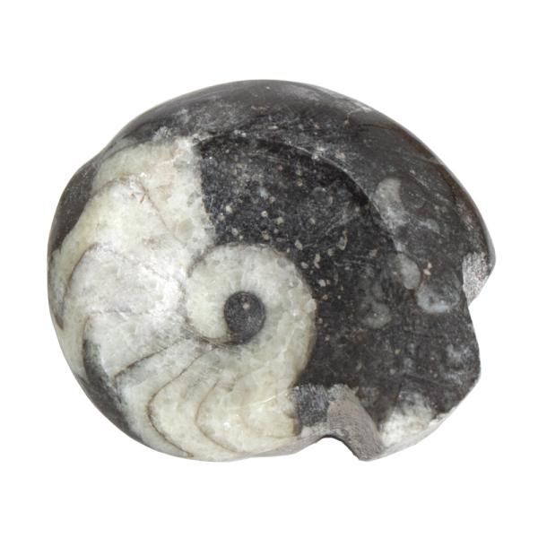 形状お任せ　モロッコ産　スポラドセラス　アンモナイト　Ｍサイズ　１個　デボン紀　化石