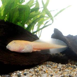 （両生類）クランウェルツノガエル　アルビノ系　おまかせカラー　オタマジャクシ　ＣＢ個体（１匹）