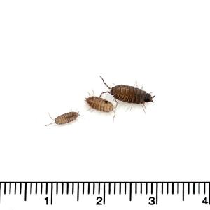 (生餌)死着保証なし ホソワラジムシ 100匹...の詳細画像1