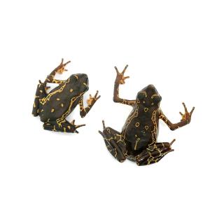 (両生類)キマダラフキヤガマ イエロー WC個...の詳細画像1