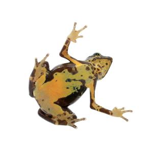 (両生類)キマダラフキヤガマ イエロー WC個...の詳細画像2