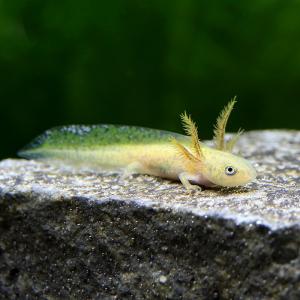 （両生類）アメイロイボイモリ　幼生　Ｓサイズ（１匹）