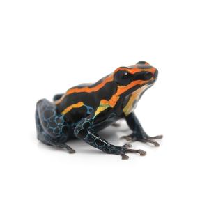 （両生類）アマゾニカヤドクガエル　イキトス　レッド　“ｉｑｕｉｔｏｓ　ｒｅｄ”（１匹）　北海道・九州航空便要保温