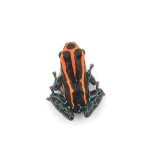 (両生類)アマゾニカヤドクガエル イキトス レ...の詳細画像1