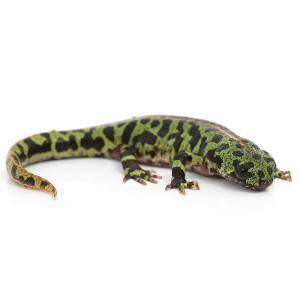 （両生類）マダライモリ　Ｍサイズ（６〜８ｃｍ）ＣＢ個体（１匹）　北海道・九州航空便要保温